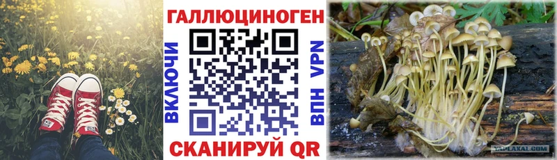 купить   Почеп  Псилоцибиновые грибы GOLDEN TEACHER 